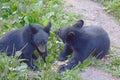 Black Bear Cubs Playing In A Meadow