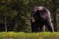 Black Bear Dining on Spring Flowers