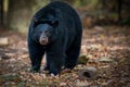 Black bear drooling and looking at camera with brown eyes Royalty Free Stock Photo