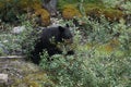 Black bear eat