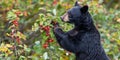 A black bear is eating berries from a tree