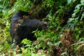 Black Bear Eating Blackberries in Cades Cove GSMNP