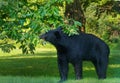 American black bear eating chestnut still in hull