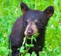 Black Bear Eating Clover