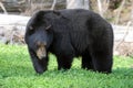 Black Bear Eating Clovers, Whistler
