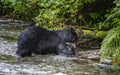 Black bear eating