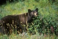 Black Bear eating huckleberries, Glacier National Park, MT