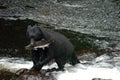 Black Bear looking for Salmon at Prince Of Whales in Alaska. Wales, island. Royalty Free Stock Photo