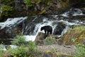 Black Bear looking for Salmon at Prince Of Whales in Alaska. Wales, island. Royalty Free Stock Photo