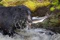 A black bear eating a salmon in a river with splash and blood Alaska Fast food Royalty Free Stock Photo