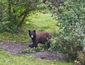 Black bear eating serviceberries in yard