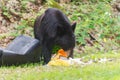 Bear eating Trash. Royalty Free Stock Photo