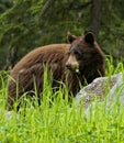 Black Bear Eatting Grass and Clover Royalty Free Stock Photo