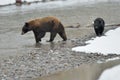 Black Bear family Royalty Free Stock Photo