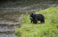 Black bear family