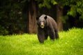 Black bear feeding on fresh green grass on Vancouver Island, British Columbia