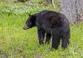 A Black Bear is feeding on green grass. Royalty Free Stock Photo