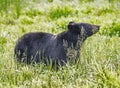 A Black Bear female feeds on green grass. Royalty Free Stock Photo