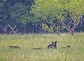A mother Black Bear and her three cubs feed in green grass. Royalty Free Stock Photo