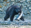 Black Bear Fishing