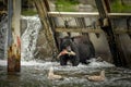 Black Bear Fishing At A Salmon Hatchery Royalty Free Stock Photo