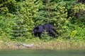 A black bear is foraging for food in the Montana wilderness. Royalty Free Stock Photo