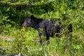 A black bear is foraging for food in the Montana wilderness. Royalty Free Stock Photo