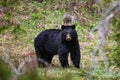 Black Bear in the forest near Cody, Wyoming Royalty Free Stock Photo