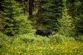 Black Bear in forests of Banff and Jasper National Park, Canada Royalty Free Stock Photo