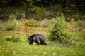 Black Bear in forests of Banff and Jasper National Park, Canada Royalty Free Stock Photo