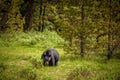 Black Bear in forests of Banff and Jasper National Park, Canada Royalty Free Stock Photo