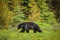 Black Bear in forests of Banff and Jasper National Park, Canada Royalty Free Stock Photo