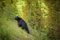 Black Bear in forests of Banff and Jasper National Park, Canada Royalty Free Stock Photo