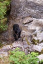 Black bear with fresh catch Royalty Free Stock Photo