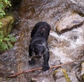 Black bear with fresh salmon catch Royalty Free Stock Photo