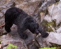 Black bear with a fresh salmon catch Royalty Free Stock Photo