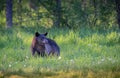 Black bear in grassy meadow in spring Royalty Free Stock Photo