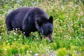 A black bear grazes in the grass near Dease Lake, British Columbia. Royalty Free Stock Photo