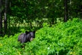 Black bear grazing of dandelions on a mountain golf course, nature background Royalty Free Stock Photo