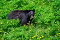 Black bear grazing of dandelions on a mountain golf course, nature background Royalty Free Stock Photo