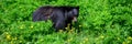 Black bear grazing of dandelions on a mountain golf course, nature background Royalty Free Stock Photo