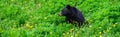 Black bear grazing of dandelions on a mountain golf course, nature background Royalty Free Stock Photo