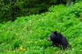 Black bear grazing of dandelions on a mountain golf course, nature background Royalty Free Stock Photo