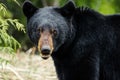 Young bear with shiny black coat stares into your soul with his tiny brown eyes