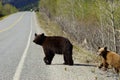 Black bear and her cub crossing the road Royalty Free Stock Photo