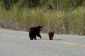 Black bear and her cub crossing the road Royalty Free Stock Photo