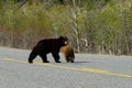 Black bear and her cub crossing the road Royalty Free Stock Photo