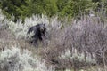 Black bear on hill in sagebrush