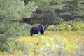 Black bear hunting for berries Royalty Free Stock Photo