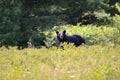 Black bear hunting for berries Royalty Free Stock Photo